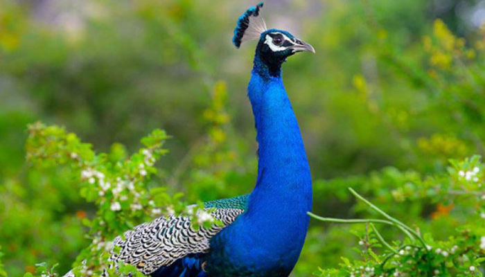peacock bird sri lanka